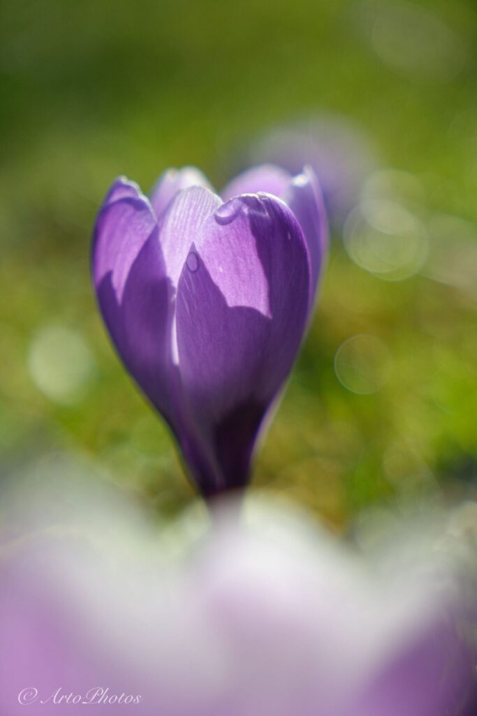 紫のクロッカス