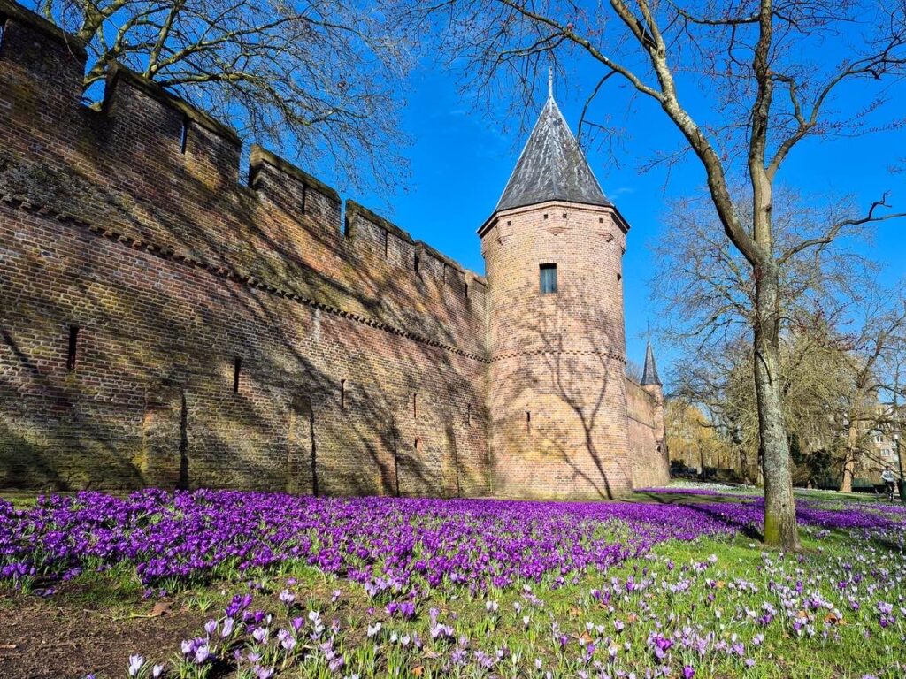 城壁沿いのクロッカス