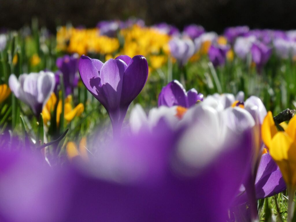 アメルスフォールトのクロッカス