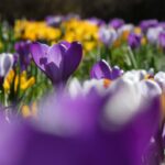 アメルスフォールトのクロッカス