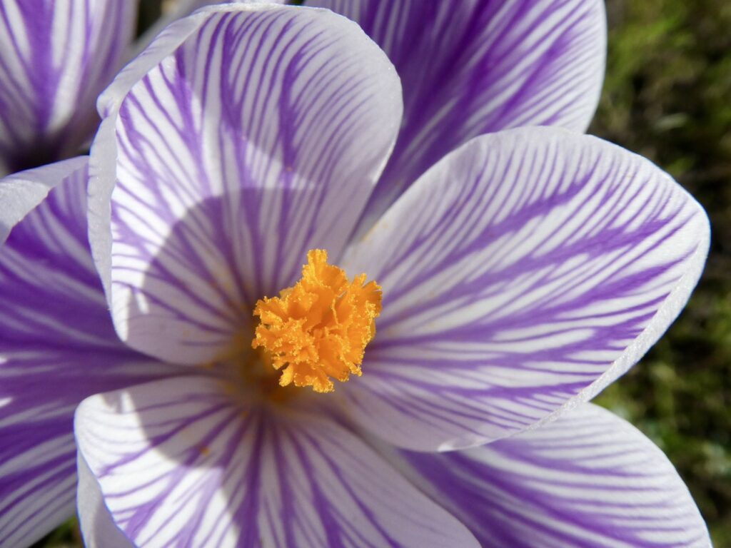 クロッカスのアップ