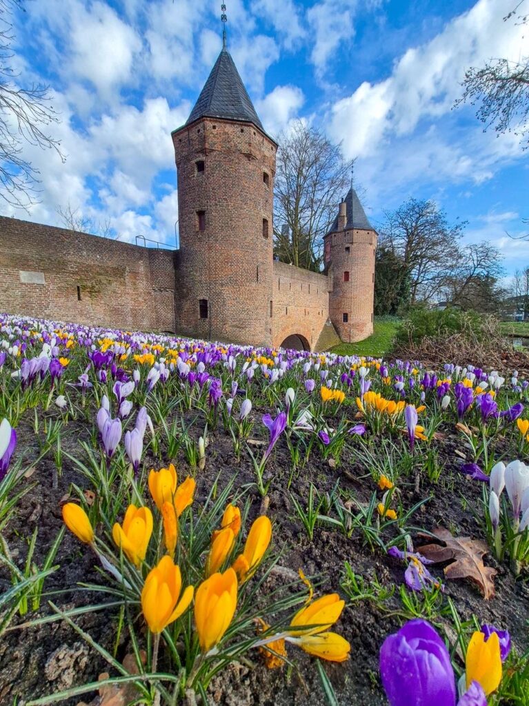 城門前のクロッカス