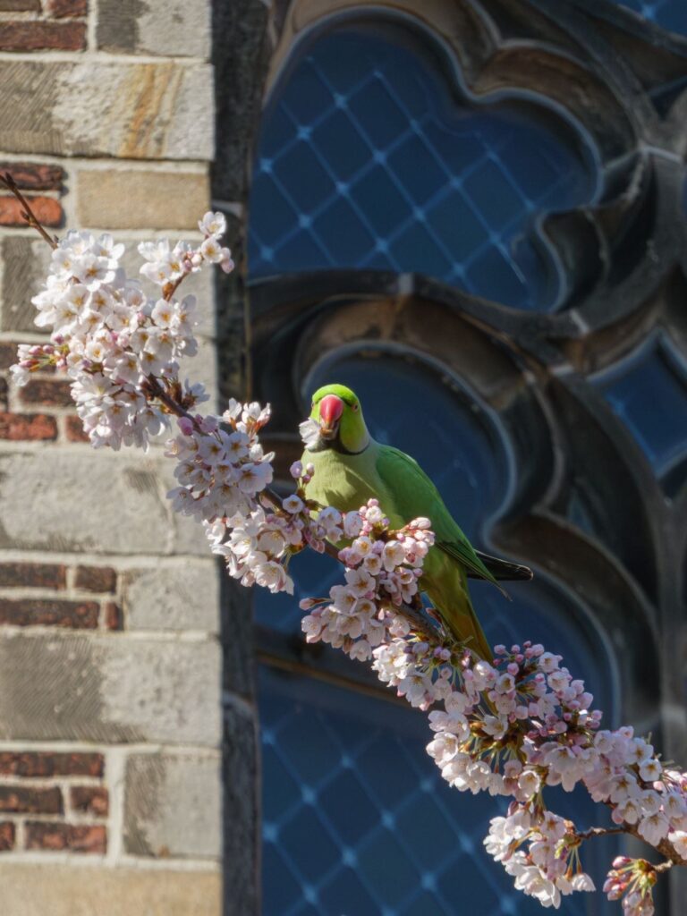 ワカケホンセイインコ