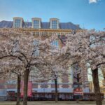 ミュージアム前の桜