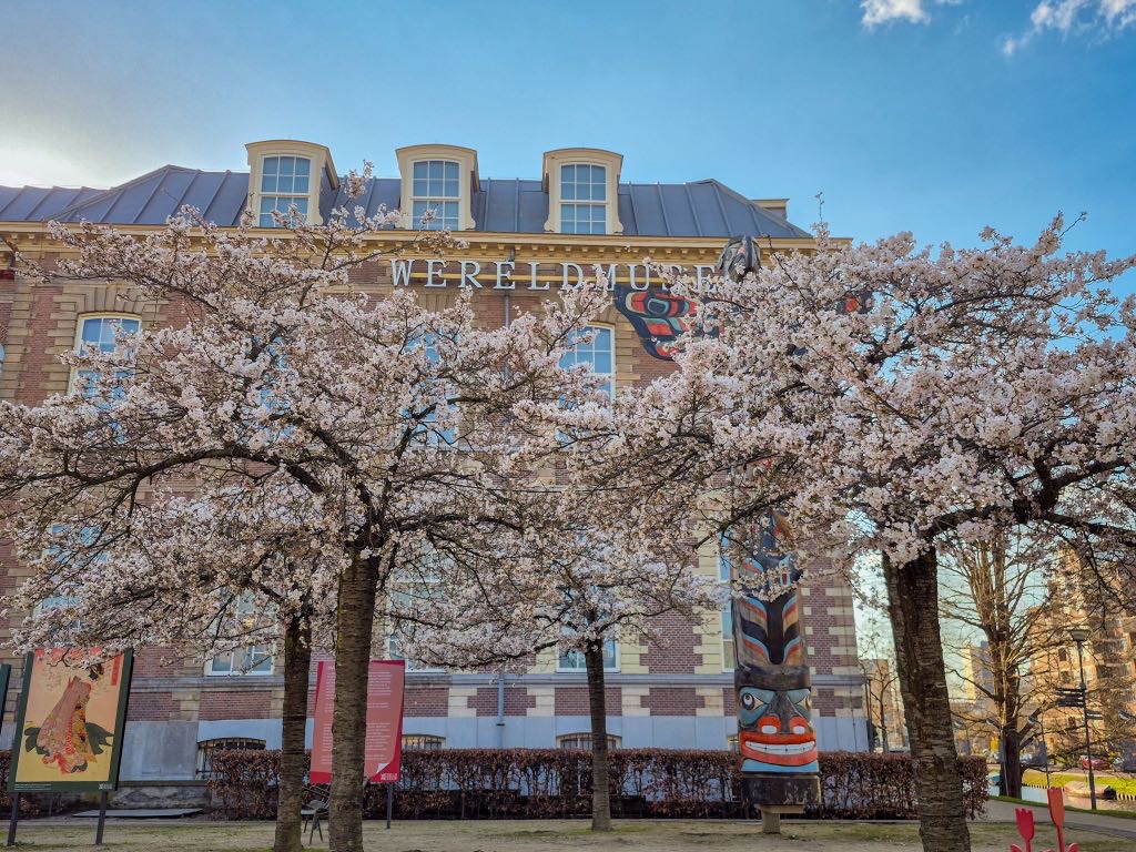 ミュージアム前の桜