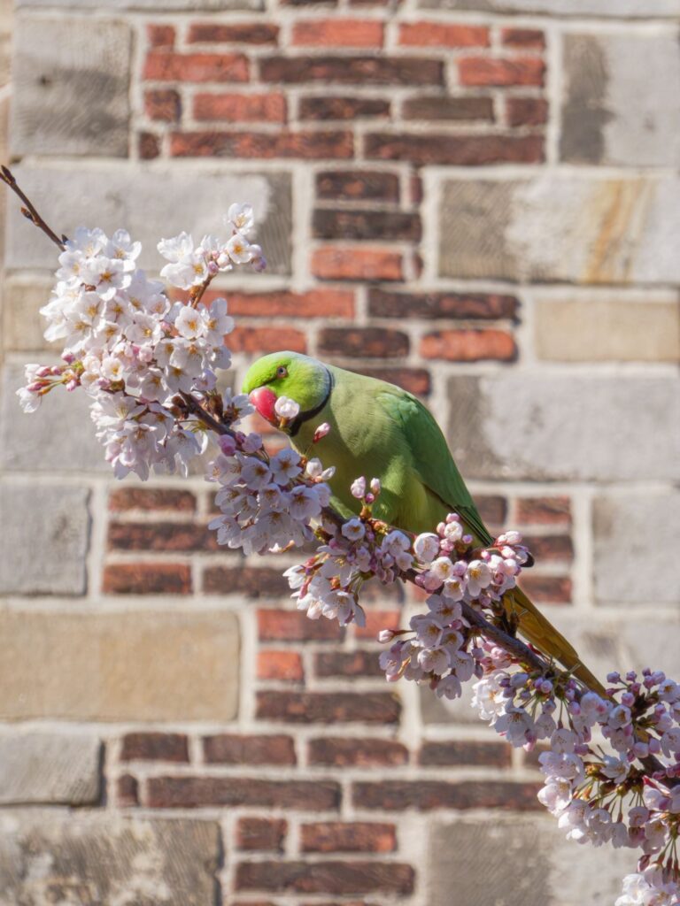 ワカケホンセイインコ-2