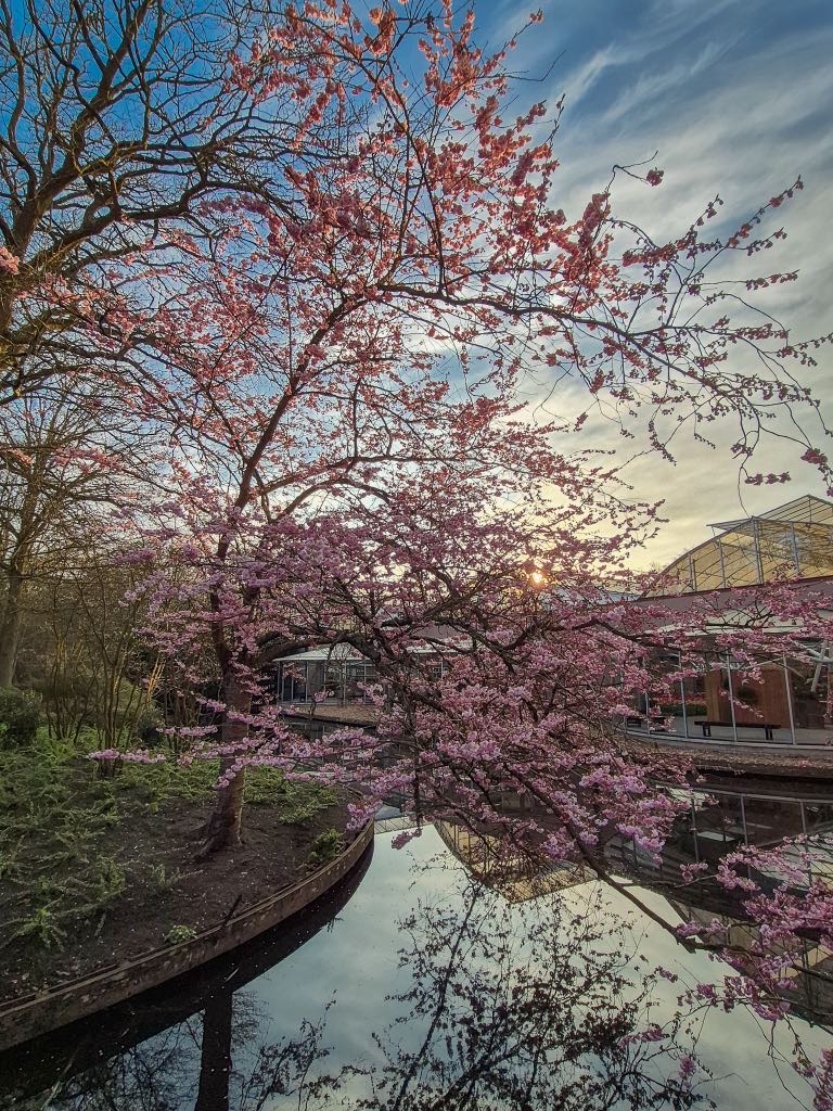 キューケンホフの桜