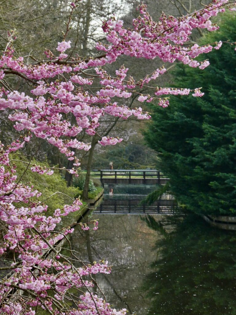 桜と橋