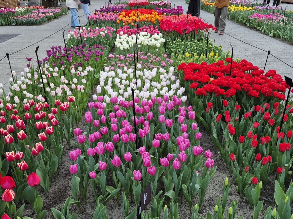 パビリオンのチューリップ