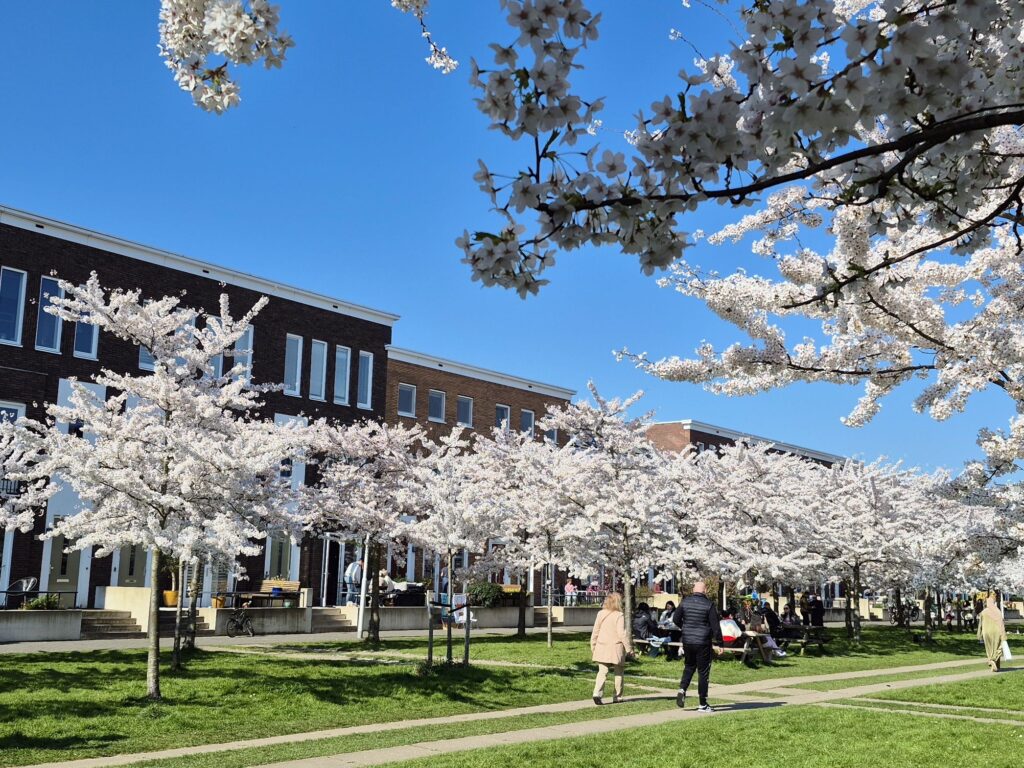 ユトレヒトの桜