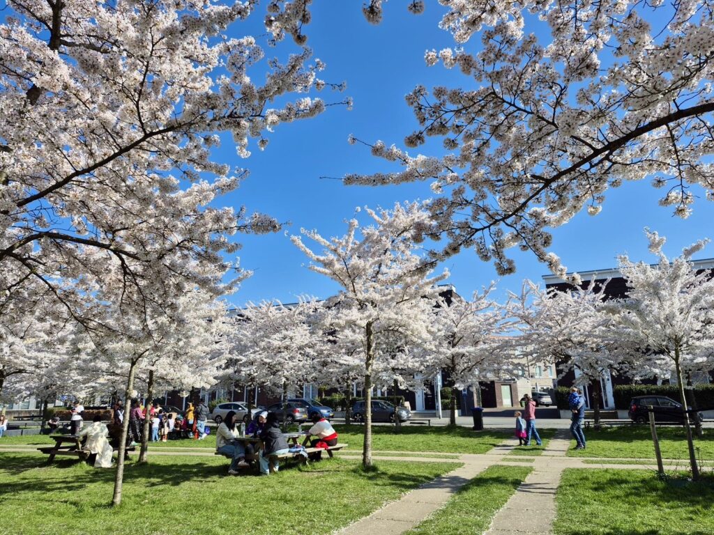 住宅街の桜公園