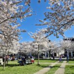 住宅街の桜公園