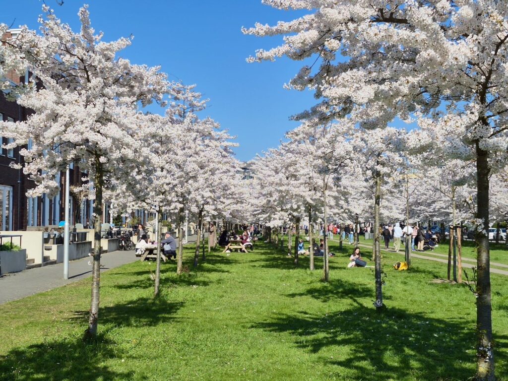 ユトレヒトの桜並木
