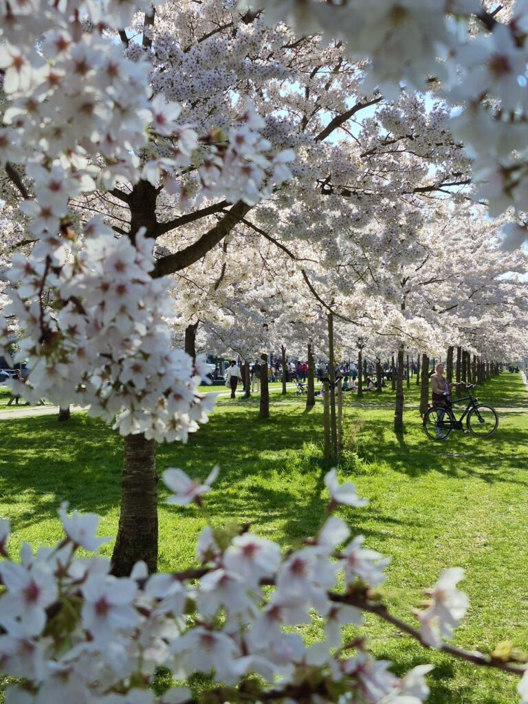 桜が密集
