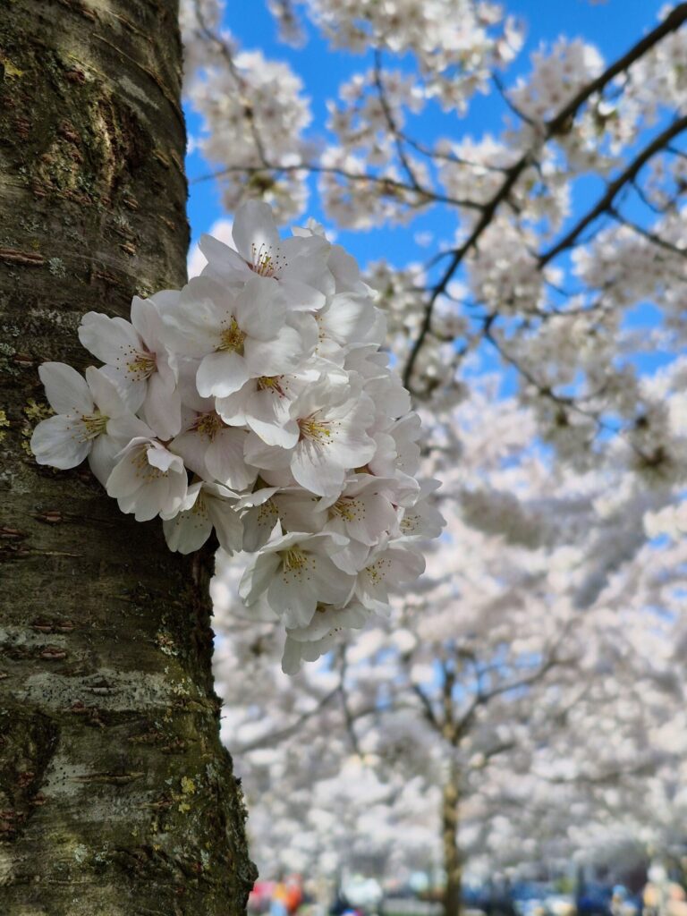 木の幹の桜