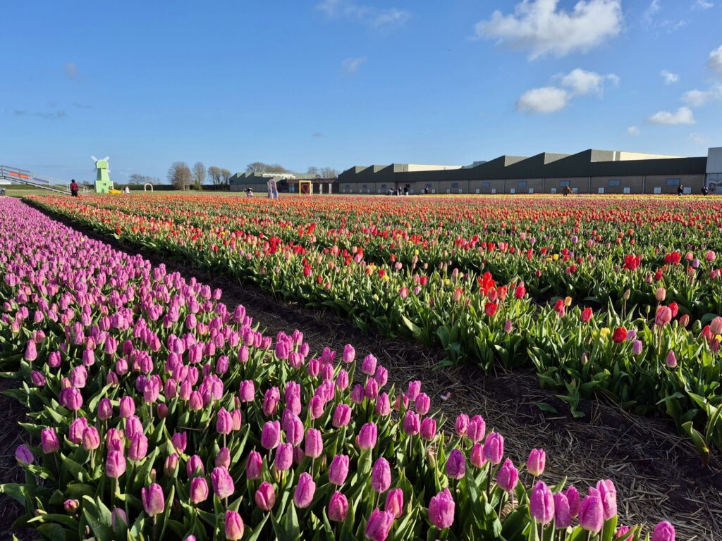 チューリップのショーガーデン