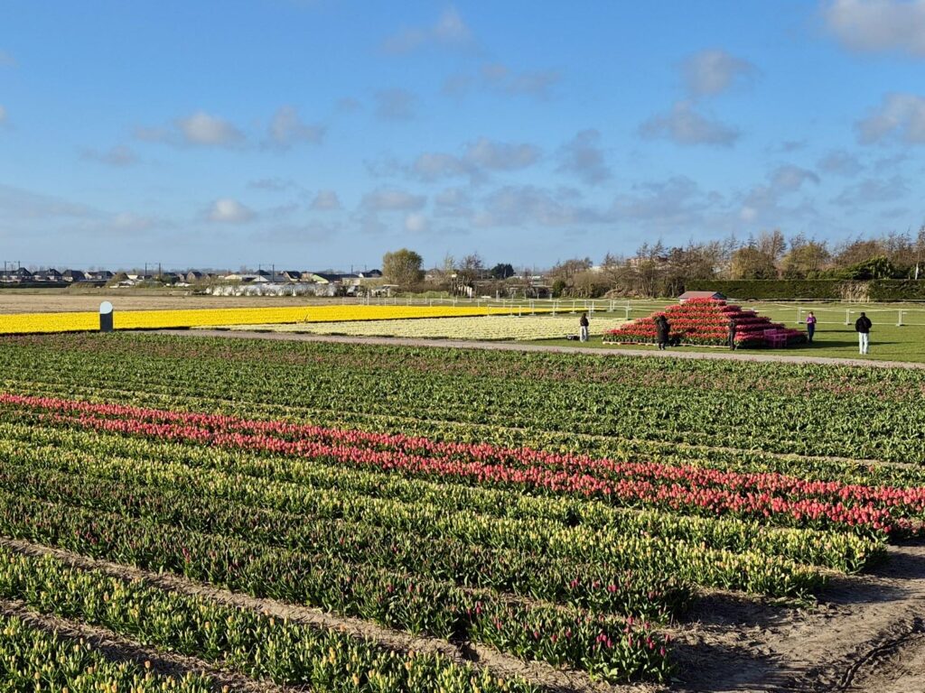チューリップの畑