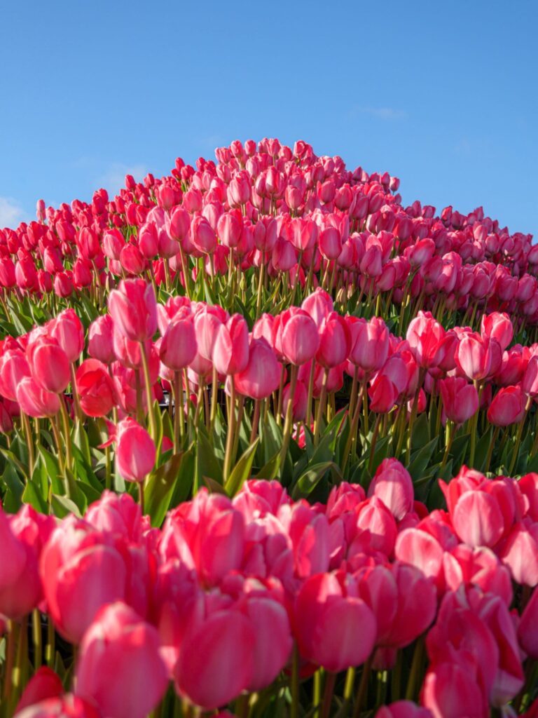 赤いチューリップ